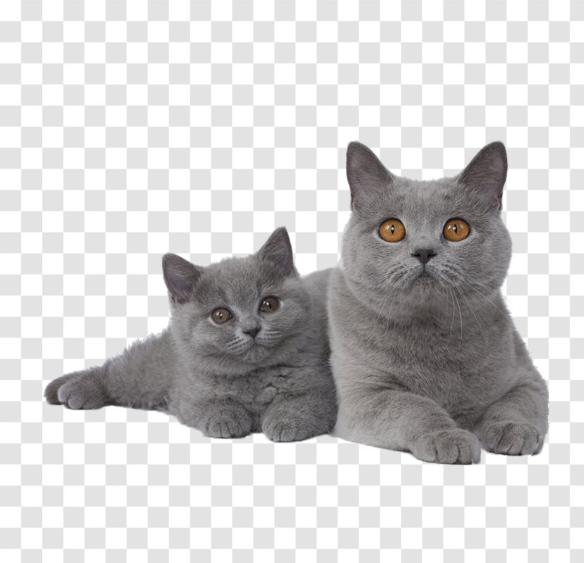 British Shorthair Exotic Siamese Cat Chartreux Kitten - Russian Blue Transparent PNG