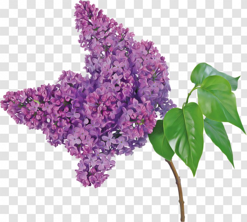 Flower Lilac Purple Plant - Flowering - Buddleia Transparent PNG