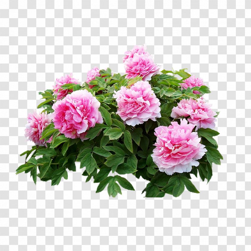 Heze Moutan Peony U8fceu5ba2u677e Dianjiang County - Rosa Centifolia - Real Flowers Pink Transparent PNG