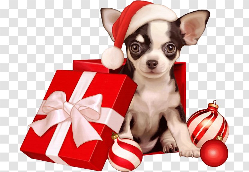 Chihuahua Puppy Pug Dog Breed Companion - Snout Transparent PNG