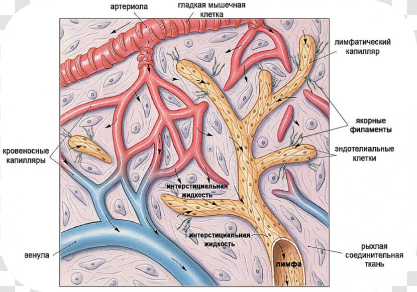 Lymph Capillary Lymphatic System Vessel - Flower - Heart Transparent PNG