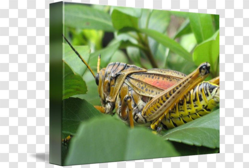 Locust Grasshopper Imagekind Art Florida - Cricket Like Insect Transparent PNG