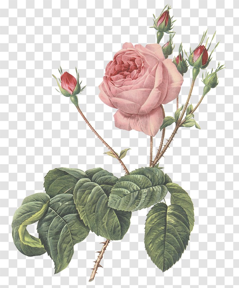 Centifolia Roses Garden Cut Flowers Floribunda - Seed Plant - Married Transparent PNG