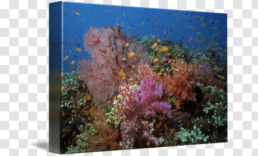 Stony Corals Coral Reef Fish Ecosystem Transparent PNG