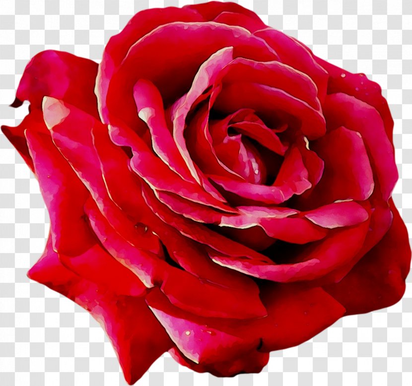 Garden Roses Cabbage Rose Floribunda Petal Cut Flowers - Pink Family Transparent PNG