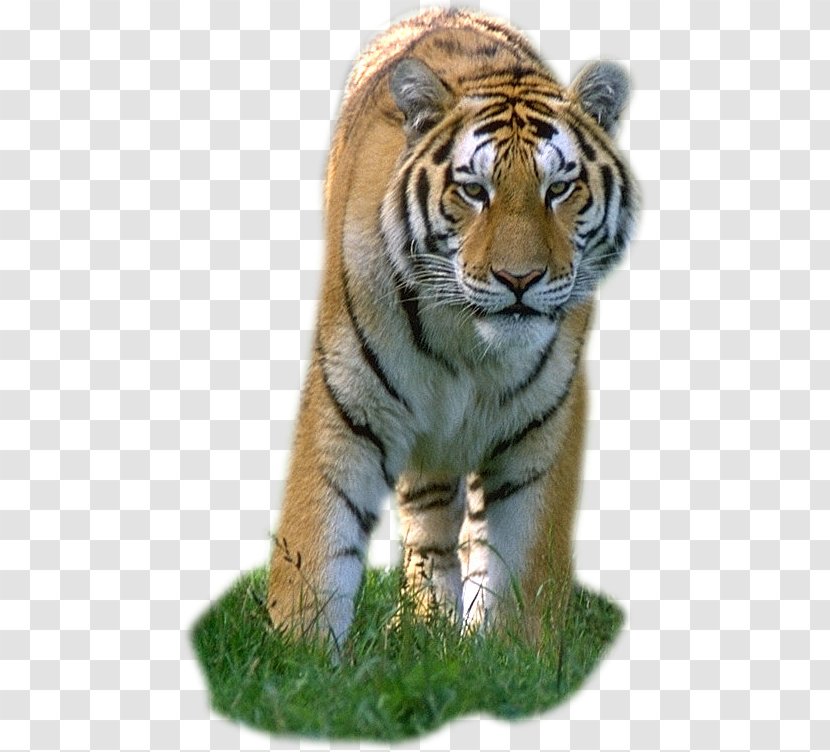 Lion Leopard Bengal Tiger Felidae Cat - Snout Transparent PNG