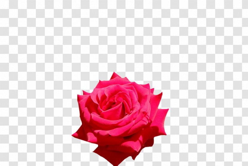 Garden Roses Cut Flowers Petal - Rose Bloom Transparent PNG