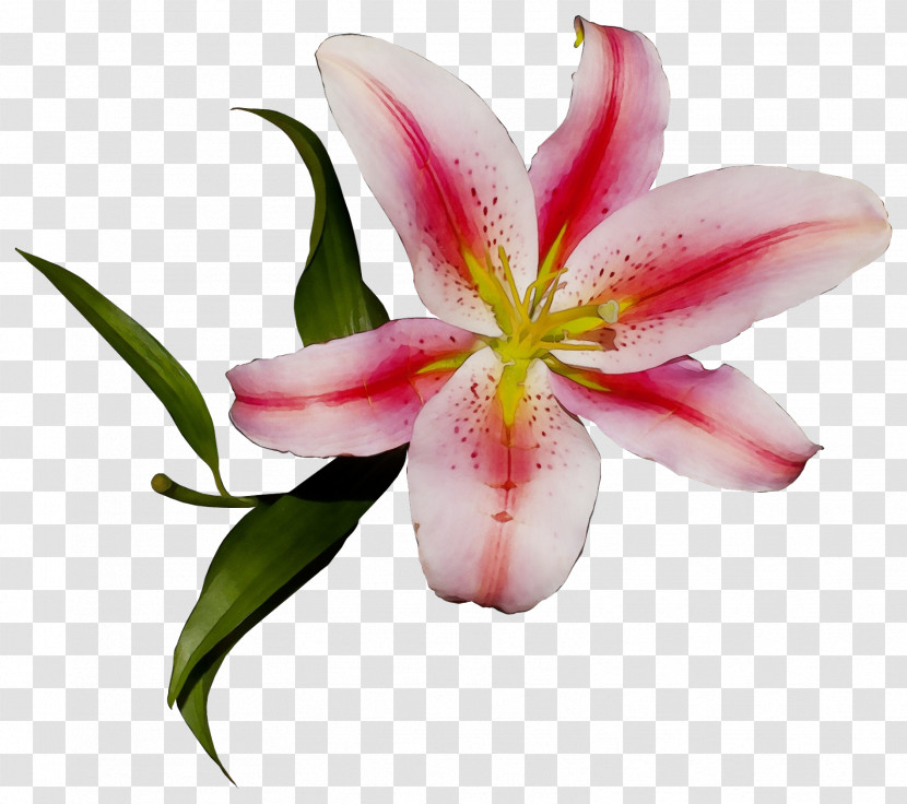 Flower Lily Petal Pink Stargazer Lily Transparent PNG