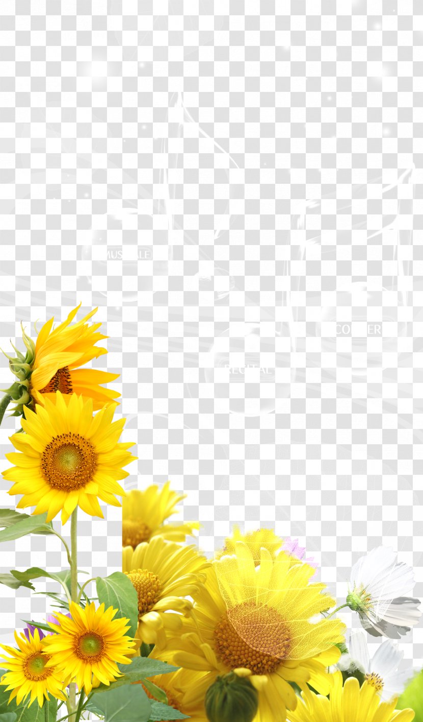 Common Sunflower Download - Plant - Sunshine Background Material Transparent PNG