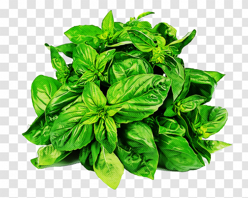 Leaf Basil Plant Food Herb Transparent PNG