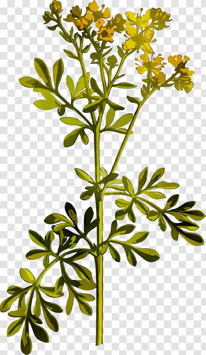 Common Rue Medicinal Plants Herbaceous Plant Cut Flowers - Flora Transparent PNG