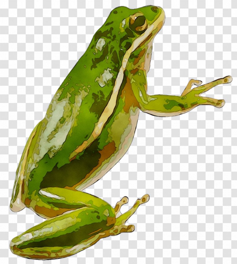 True Frog Toad Terrestrial Animal Tree - Bullfrog - Wallaces Flying Transparent PNG