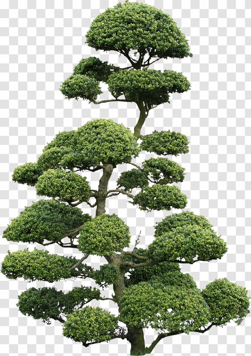 Ilex Crenata Bonsai Cloud Tree Texture Mapping - Garden Design - Flora Transparent PNG