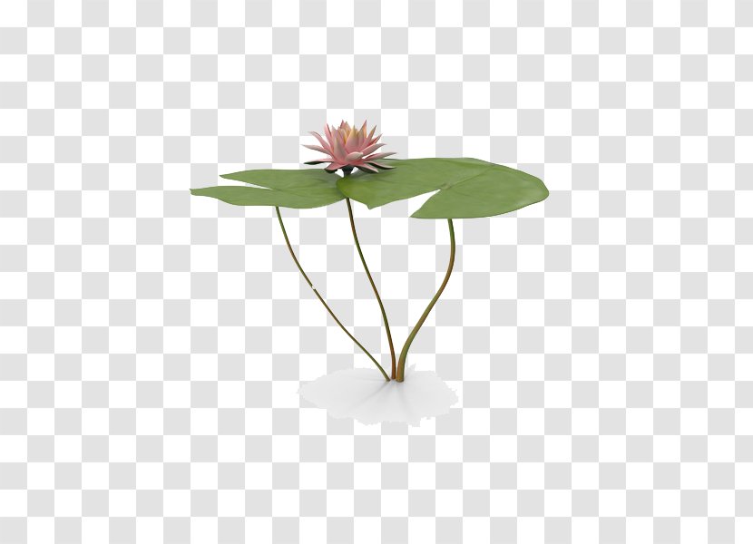 Water Lily Leaf - Free Download Transparent PNG