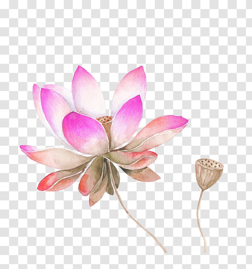 Nelumbo Nucifera Watercolor Painting Drawing Flower Sketch - Water Lily - Pink Lotus Decorated Pattern Transparent PNG
