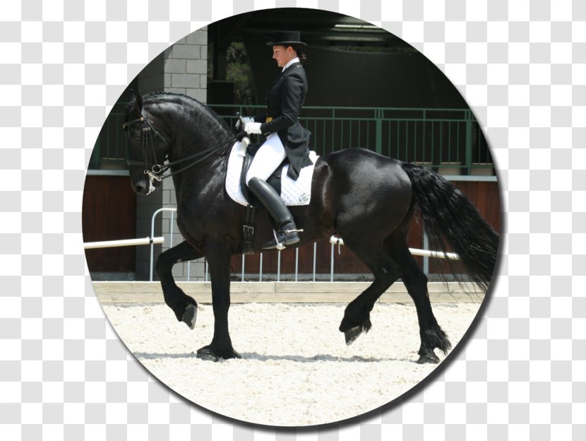 Friesian Horse Akhal-Teke Cross Stallion Dressage - Bridle - Hunt Seat Transparent PNG