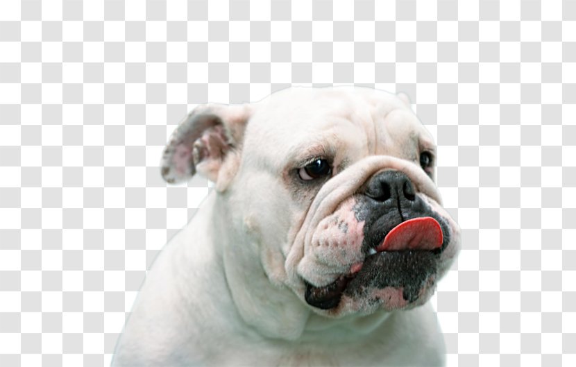 Toy Bulldog American French Australian - Dog Like Mammal - Puppy Transparent PNG