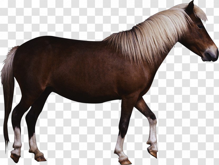 Horse Mule Drawing Dog Veterinarian - Like Mammal Transparent PNG