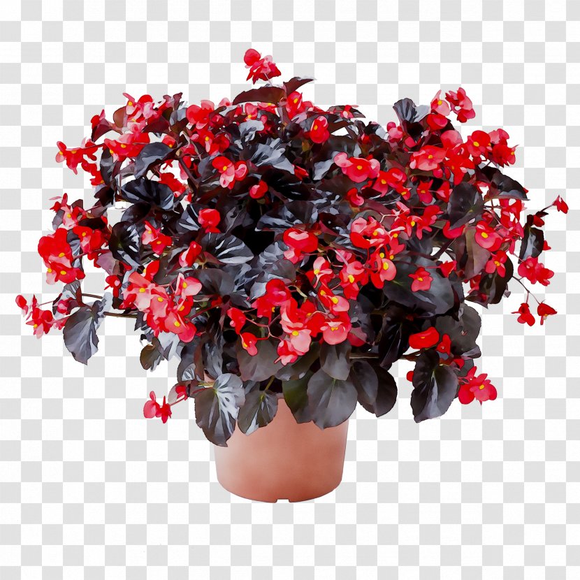 Azalea Flowerpot Houseplant Begonia - Iphone - Flower Transparent PNG