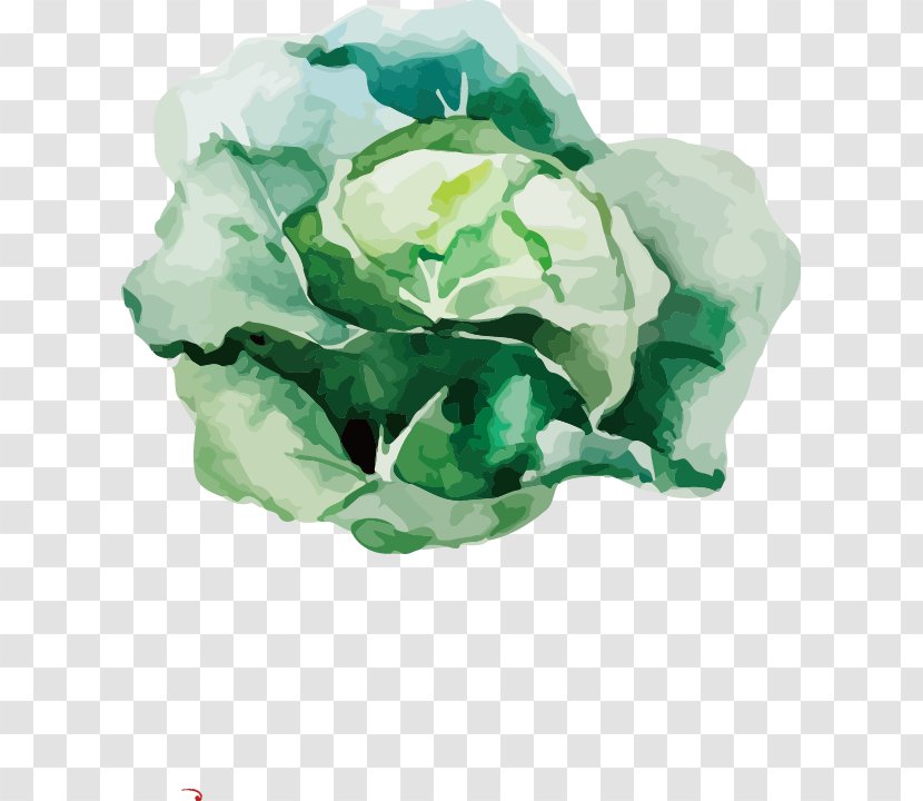 Root Vegetables Watercolor Painting Drawing Illustration - Rose - Vector Painted Cauliflower Transparent PNG