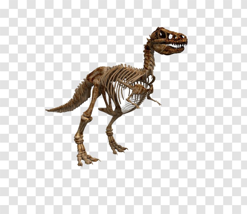 Tyrannosaurus Dinosaur Fossil Vector Graphics Stock.xchng Transparent PNG