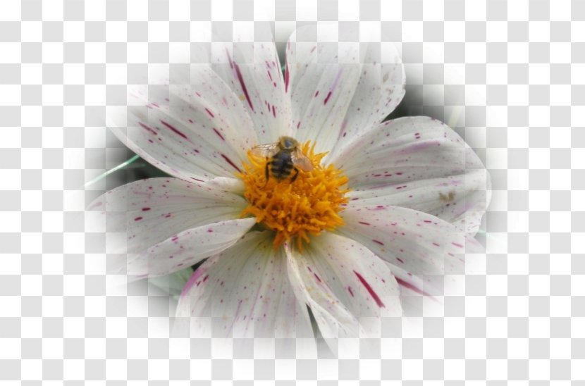 Honey Bee Nectar Desktop Wallpaper Close-up - Computer Transparent PNG