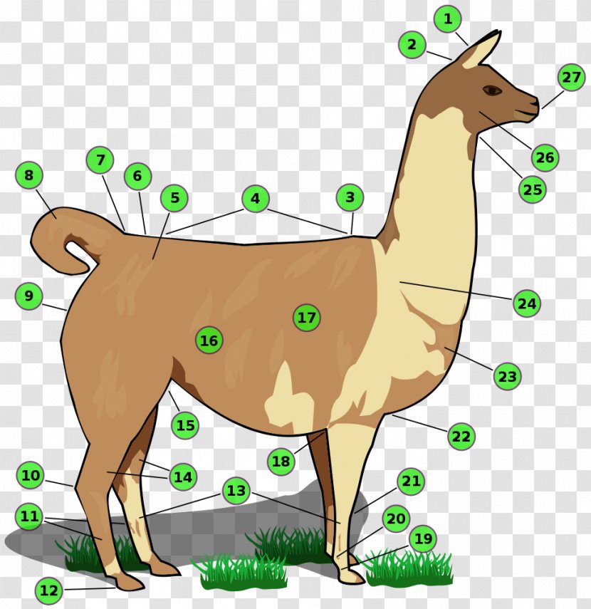 Llama Human Body Alpaca Shoulder Hock - Watercolor Transparent PNG