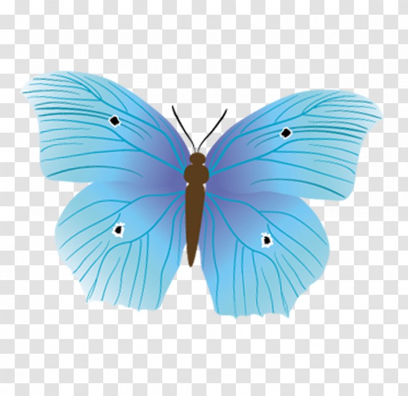 Butterfly Diagram Nymphalidae Insect - Blue Transparent PNG