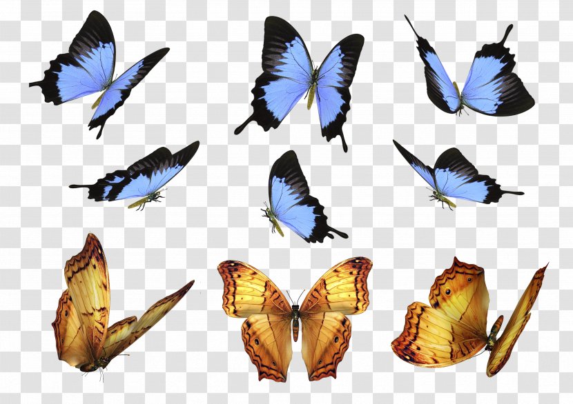 Butterfly Moth Overlay Layers - Image Editing Transparent PNG