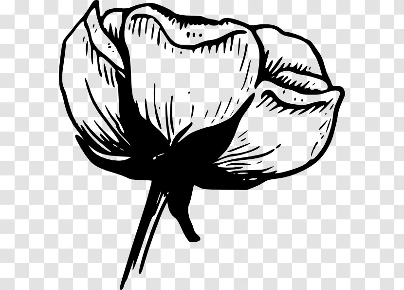 Cotton Flower Drawing Clip Art - Black And White - Tree Transparent PNG