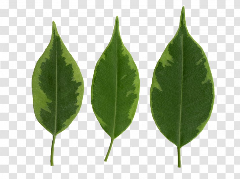 Leaf Texture Mapping Fig Trees Blender - Leaflet Transparent PNG