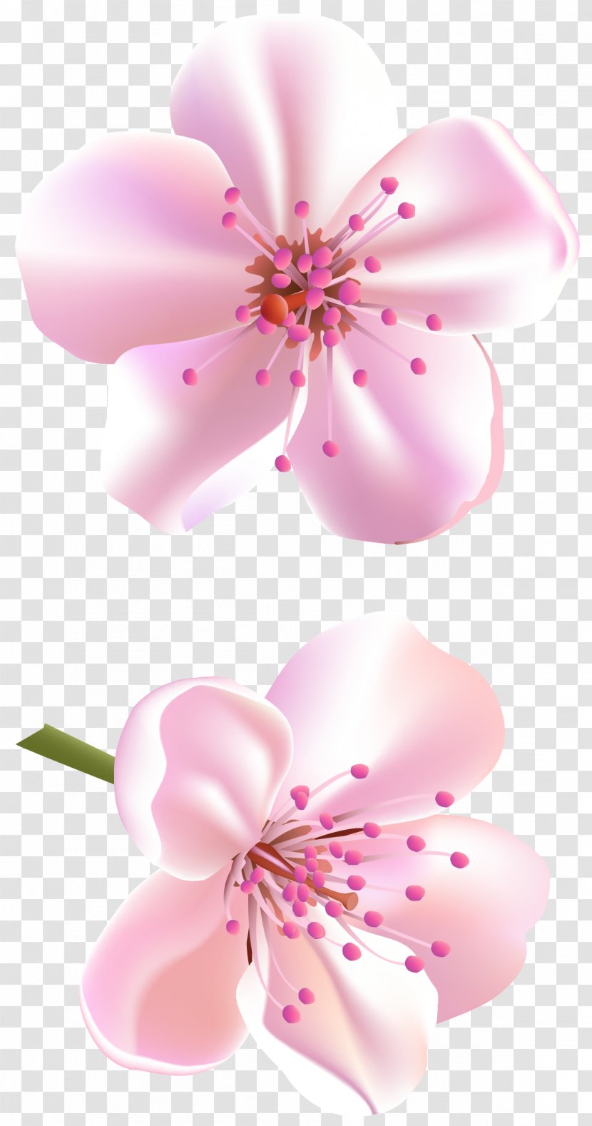 Flower Rose Pink Color - Plant - Spring Tree Flowers Clipart Transparent PNG