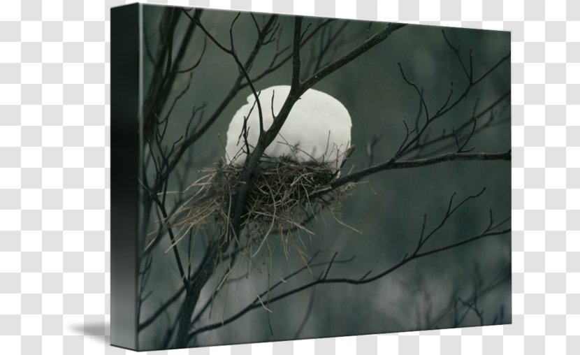 Bird Of Prey Desktop Wallpaper Stock Photography Wood Transparent PNG
