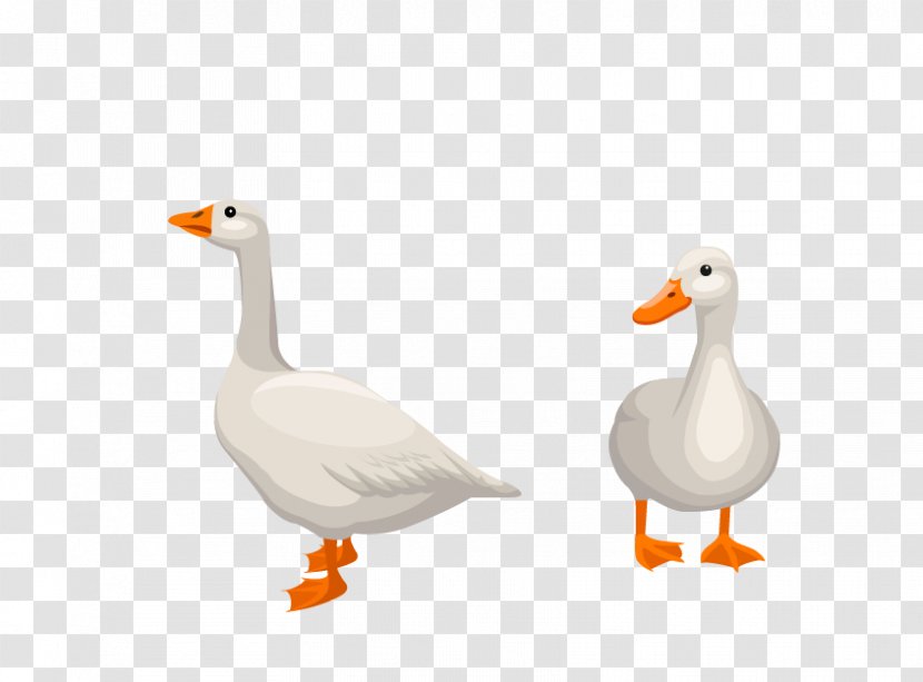 Donald Duck Goose Euclidean Vector - Bird Transparent PNG