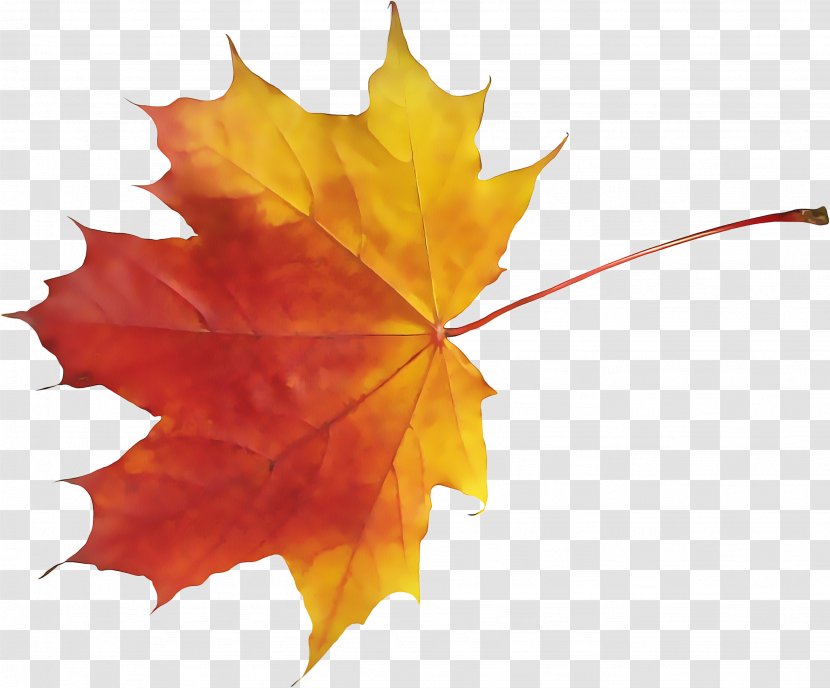 Maple Leaf - Deciduous Transparent PNG
