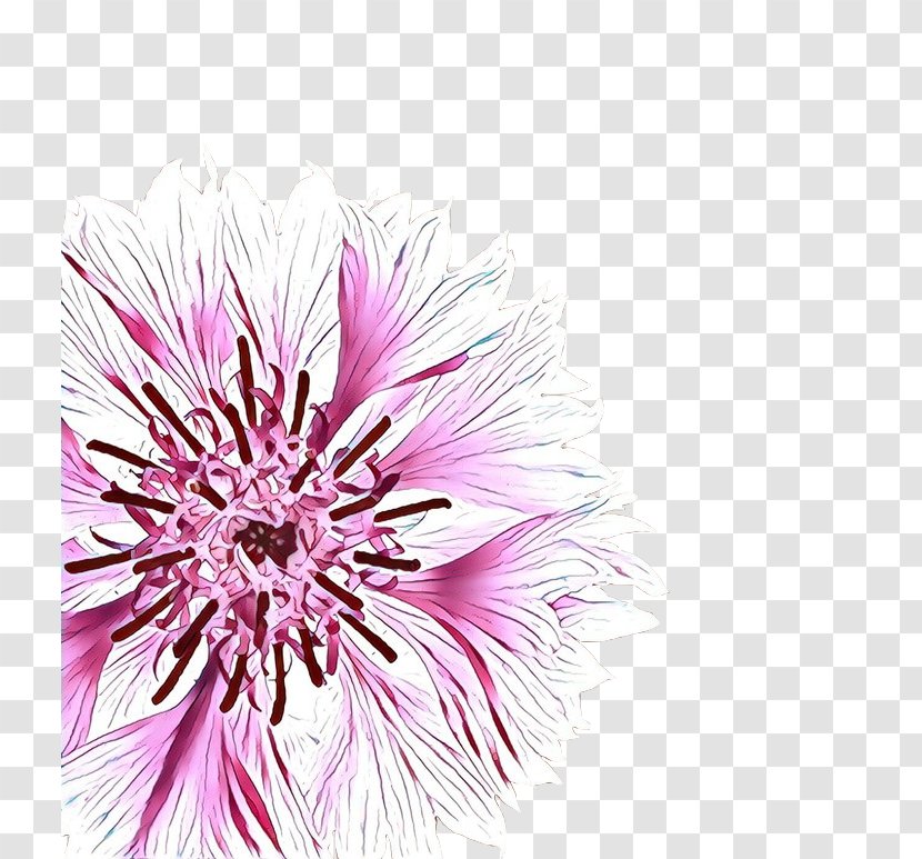 Chrysanthemum Cut Flowers Aster Petal Close-up - Wildflower - Magenta Transparent PNG