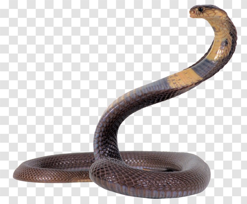 Snake King Cobra Transparent PNG