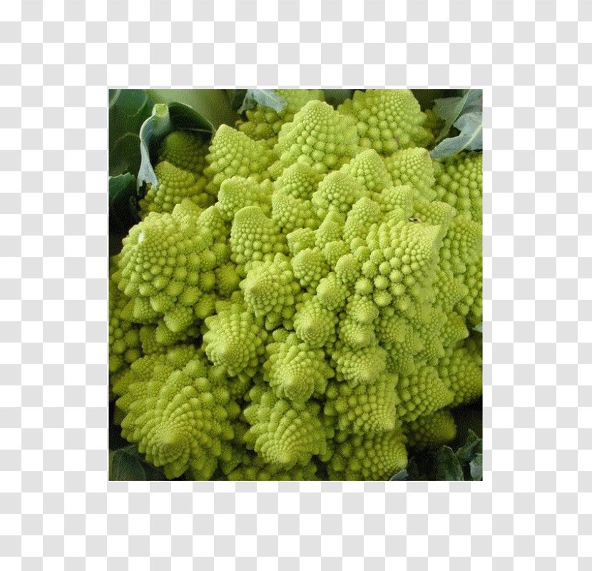 Romanesco Broccoli Cauliflower Vegetable Broccoflower - Brassica Transparent PNG