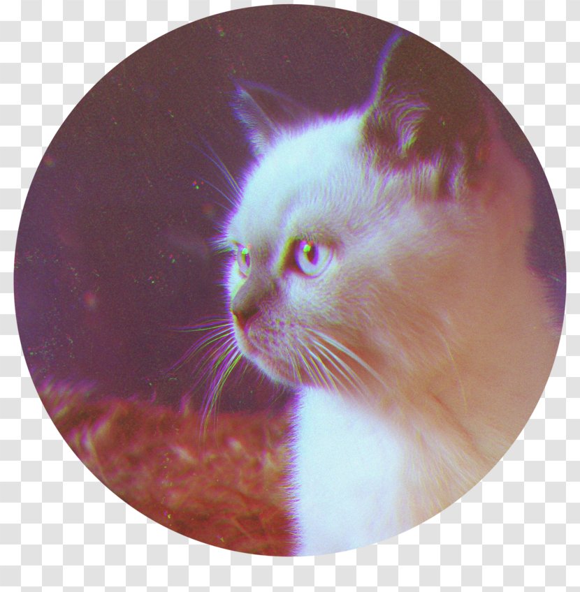 Whiskers Kitten Snout - Cat Like Mammal Transparent PNG