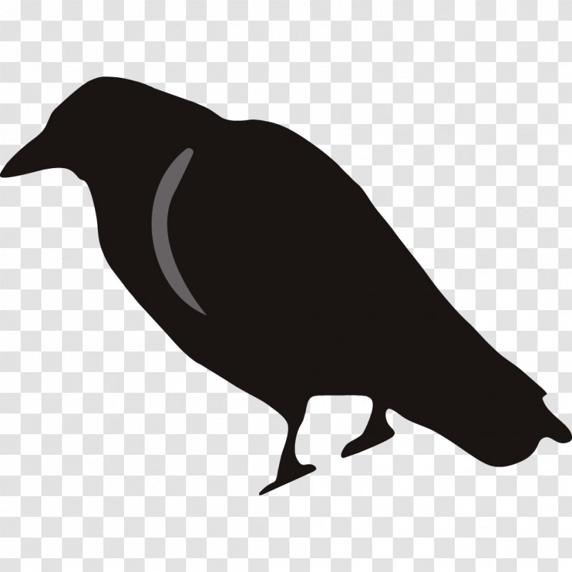 Rook Common Raven Stock.xchng Clip Art - Bird - Cute Cliparts Transparent PNG