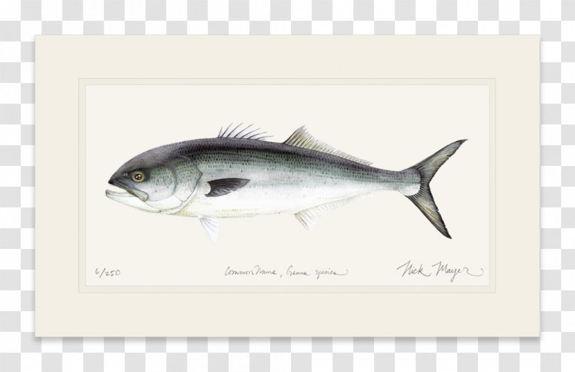 Sardine Mackerel Bluefish Yellowfin Tuna Oily Fish - Products Transparent PNG