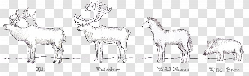 Reindeer Cattle Antelope Antler - Like Mammal Transparent PNG