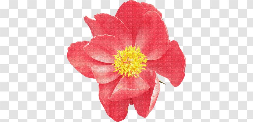 Flower Raster Graphics Clip Art - Flowering Plant Transparent PNG