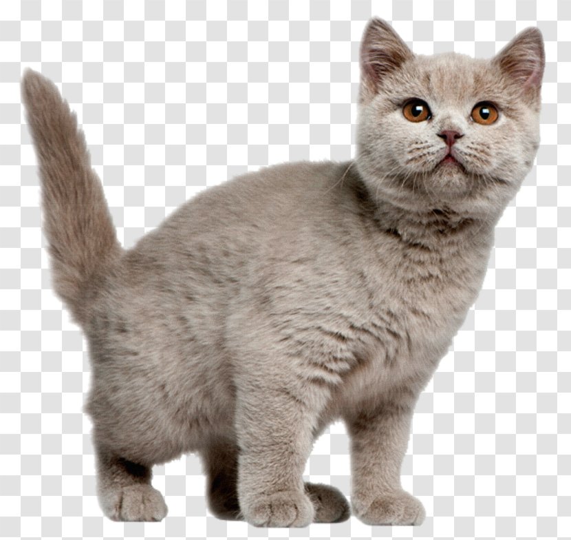 British Shorthair American Exotic European Kitten Transparent PNG