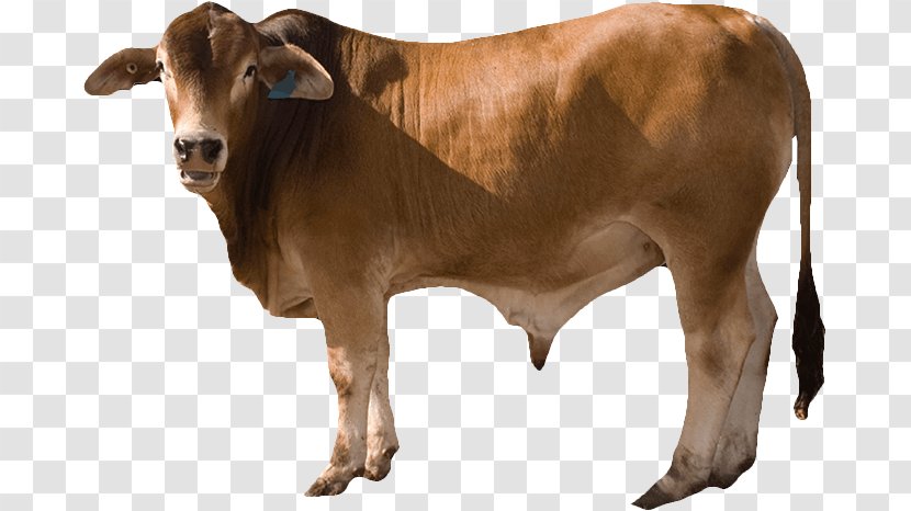 Cattle Ox Calf Livestock - Feeding - Feed Transparent PNG