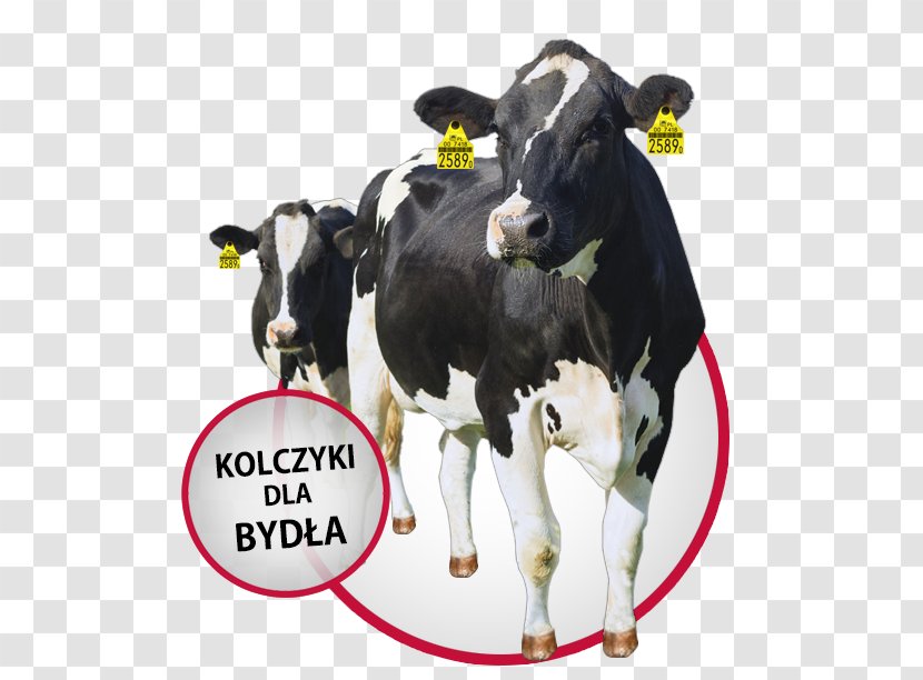 Highland Cattle Beef Holstein Friesian Texas Longhorn Calf - Dairy - Bentley Transparent PNG