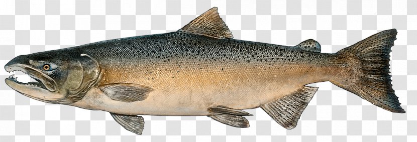 Fish Cartoon - Arctic Char - Cyprinidae Transparent PNG