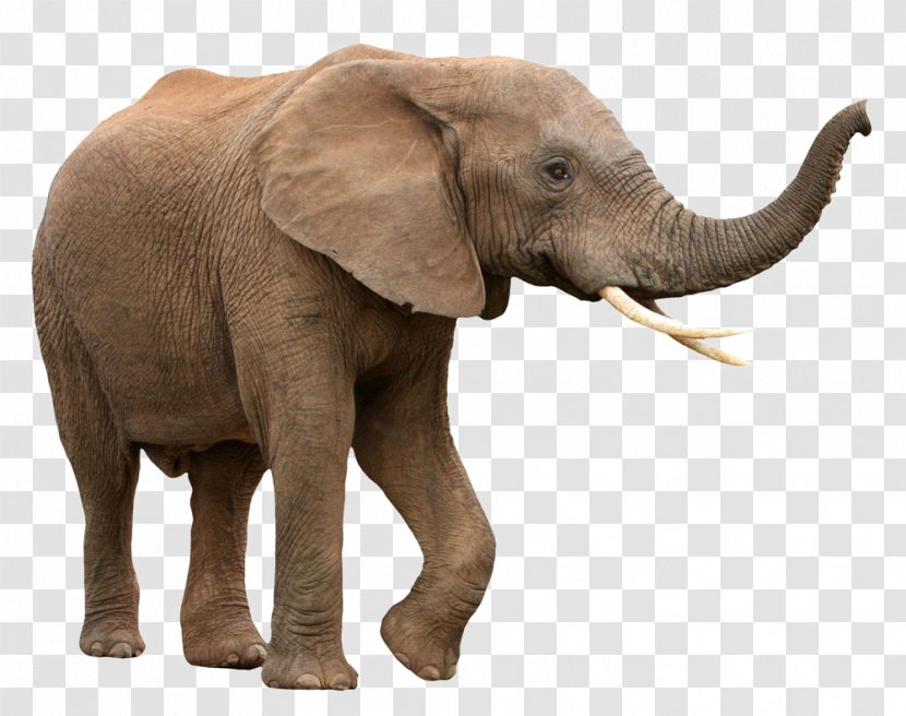 African Bush Elephant Asian Forest - Fauna Transparent PNG
