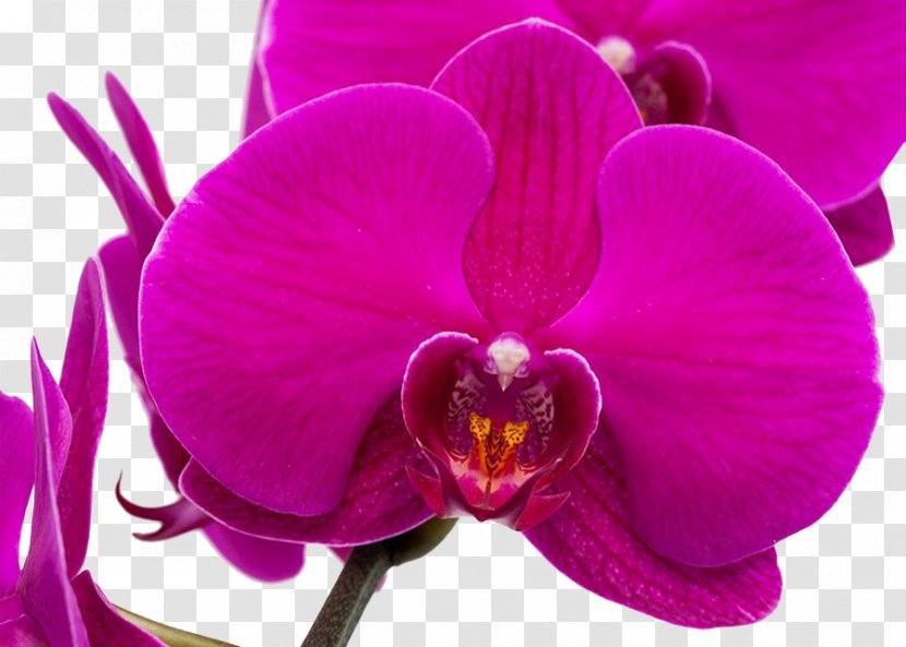 Moth Orchids Purple Google Images - Plant - Orchid Transparent PNG