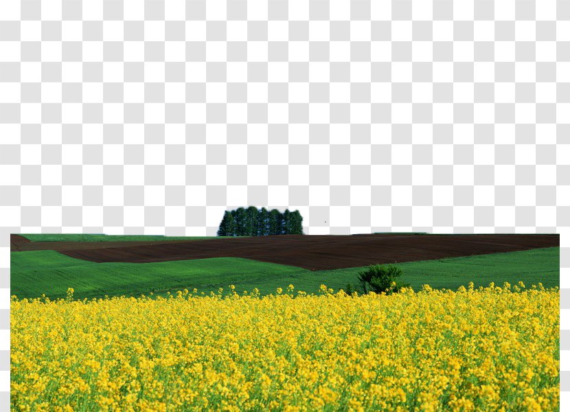Download Wallpaper - Landscape - Canola Flower Field Image Transparent PNG